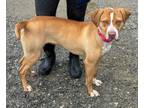 Adopt LuAnn a Mixed Breed (Medium) / Mixed dog in Killen, AL (40978438)