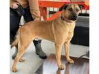 Adopt Huxley-Buddy/Moses? a Mixed Breed (Medium) / Mixed dog in Killen