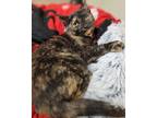 Adopt Tortilla a Domestic Shorthair / Mixed (short coat) cat in Fremont
