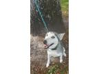 Adopt Chloey a Husky / Mixed dog in Orlando, FL (41069059)