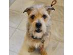 Adopt Rocky a Tan/Yellow/Fawn - with White Terrier (Unknown Type