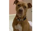 Adopt Grace a Labrador Retriever / Mixed dog in Darien, GA (41068905)