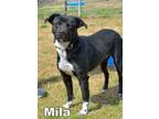 Adopt Mila a Border Collie / Mixed dog in Darien, GA (41068904)