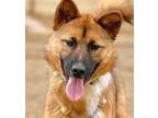 Adopt Kelly a Brown/Chocolate - with White Jindo / Mixed dog in Vancouver