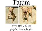Adopt Tatum a Mixed Breed (Medium) / Mixed dog in Albany, GA (41068895)