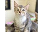 Adopt Brie a Domestic Shorthair / Mixed cat in Rocky Mount, VA (39102420)