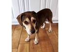 Adopt Jodie a Tricolor (Tan/Brown & Black & White) Beagle / Mixed dog in Tucson