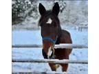 Adopt Alpine Thunder a Bay Standardbred / Mixed horse in Morris, NY (40947239)