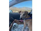 Adopt Trip a Tan/Yellow/Fawn Dachshund / Mixed dog in Boulder, CO (41068713)