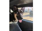 Adopt Vito a Black - with Brown, Red, Golden, Orange or Chestnut German Shepherd