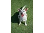 Adopt Snowy a White Mixed Breed (Small) / Mixed dog in Newport Beach