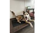 Adopt Teddy a Tricolor (Tan/Brown & Black & White) Husky / Cattle Dog / Mixed