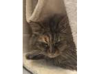 Adopt Gidget a Brown or Chocolate Domestic Longhair / Domestic Shorthair / Mixed