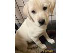 Adopt Maggie a Tan/Yellow/Fawn - with White Labrador Retriever / Mixed dog in