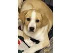 Adopt Sampson a Tan/Yellow/Fawn - with White Labrador Retriever / Mixed dog in