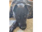 Adopt Shadow a Brindle Dutch Shepherd / Shepherd (Unknown Type) / Mixed dog in