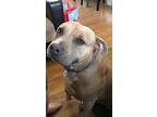 Adopt Salome a Tan/Yellow/Fawn Labrador Retriever / American Staffordshire