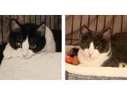 Adopt We are Bella Blue and Bandit a Black & White or Tuxedo Domestic Shorthair