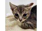 Adopt Ube a Gray or Blue Domestic Shorthair / Domestic Shorthair / Mixed cat in
