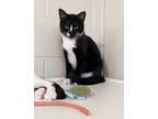 Adopt Antlia a Black & White or Tuxedo Domestic Shorthair (short coat) cat in La