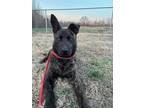 Adopt Perry a Brindle German Shepherd Dog / Mixed dog in Medfield, MA (41068316)