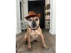 Adopt Nathan a Brown/Chocolate Shar Pei / Beagle / Mixed dog in Boulder