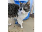 Adopt Beetle a Gray or Blue (Mostly) Domestic Shorthair (short coat) cat in La