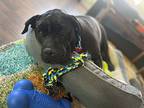 Adopt Ruby a Black - with White Shar Pei / Labrador Retriever / Mixed dog in