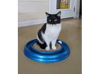 Adopt Cutie Pie a Black & White or Tuxedo Domestic Shorthair (short coat) cat in