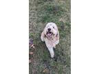 Adopt Flora a White - with Tan, Yellow or Fawn Goldendoodle / Mixed dog in North