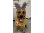 Adopt Jax a Brown/Chocolate Labrador Retriever / Mixed dog in Morton Grove