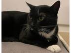 Adopt Claudia a All Black Domestic Shorthair / Mixed Breed (Medium) / Mixed