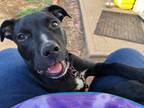 Adopt Freida a Black - with White Pit Bull Terrier / Mixed dog in Broken Arrow