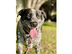Adopt Fleetwood a Black - with White Australian Cattle Dog / Mixed dog in