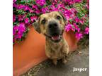 Adopt Jasper a Brindle American Pit Bull Terrier / Boxer / Mixed (short coat)