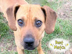Adopt Amara a Red/Golden/Orange/Chestnut Mixed Breed (Medium) / Mixed dog in
