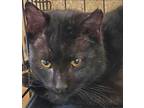 Adopt Vincent a All Black Domestic Shorthair / Domestic Shorthair / Mixed cat in