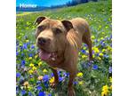 Adopt Homer a Brown/Chocolate Mastiff / Mixed dog in Cumberland, MD (40046436)