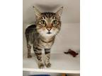 Adopt Pinky a Brown or Chocolate Domestic Shorthair / Domestic Shorthair / Mixed