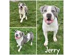 Adopt Jerry a Gray/Blue/Silver/Salt & Pepper American Pit Bull Terrier / Mixed