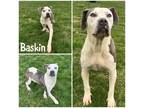 Adopt Baskin a Gray/Blue/Silver/Salt & Pepper American Pit Bull Terrier / Mixed