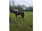 Adopt Hollie a Paso Fino / Mixed horse in WAYNESVILLE, GA (41067231)