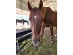 Adopt Dreamer a Grade / Mixed horse in WAYNESVILLE, GA (41067230)