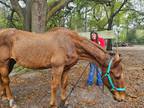 Adopt Dreamer a Grade / Mixed horse in WAYNESVILLE, GA (41067230)
