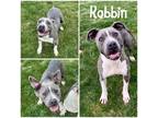 Adopt Robbin a Gray/Blue/Silver/Salt & Pepper American Pit Bull Terrier / Mixed