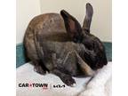Adopt Bunthesda a Rex / Mixed rabbit in Lexington, KY (41053907)