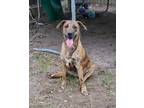 Adopt Honey a Brindle Plott Hound / Mixed dog in Southington, CT (40964187)