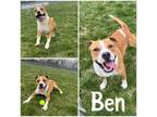 Adopt Ben a Brown/Chocolate American Pit Bull Terrier / Mixed Breed (Medium) /