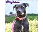 Adopt Rhythm a Gray/Blue/Silver/Salt & Pepper Pit Bull Terrier / Mixed dog in