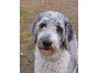 Adopt Bodie - Adoption Pending a White - with Gray or Silver Old English